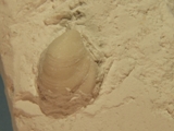 Brachiopod